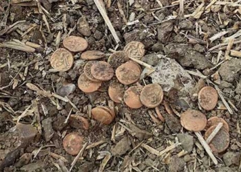 man finds treasure full of gold on new plantation field 136832