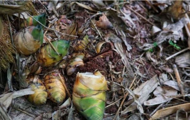 The elderly farmer went to the mountain to dig bamboo shoots and accidentally unearthed a valuable artifact.