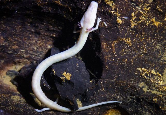 Olm