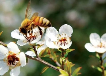 manuka honey what is special about it and why is it considered a panacea 123030