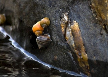 marine snail species advancing rapidly in sweden 137290