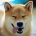 maru chu dog has the happiest face in the world 54744