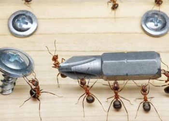 masterpieces of photos of ants that will amaze you 72528