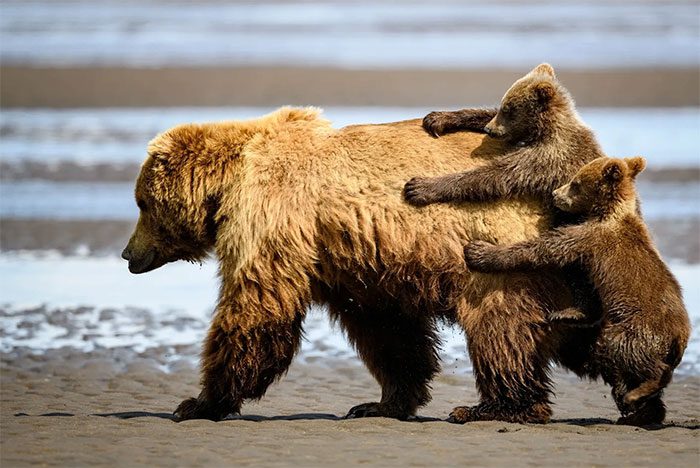 Mother and cub brown bear