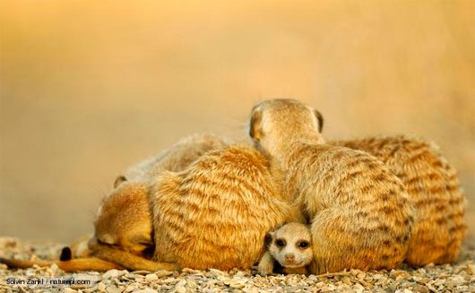 Peculiar Sleeping Habits in Animals