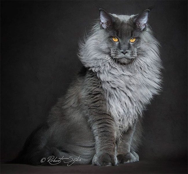 meo Maine Coon 3