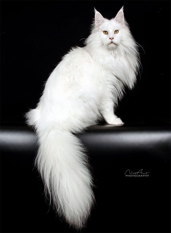 meo Maine Coon 4