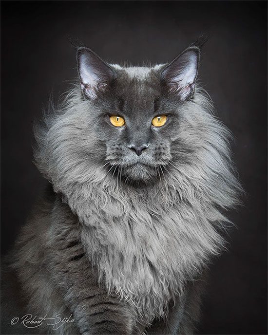 meo Maine Coon