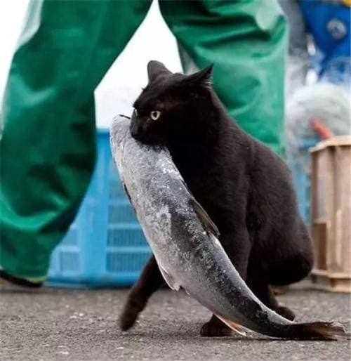 When eating fish, cats use their tongues to filter out bones and pull the meat into their stomachs.