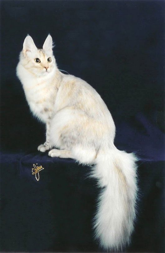 Angora Cat