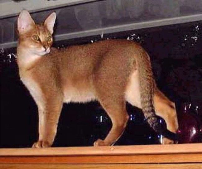 Chausie Cat