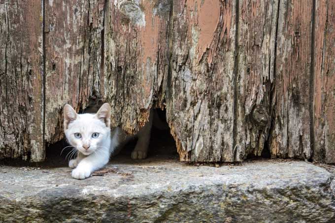 The key to a cat's ability to squeeze through holes smaller than its body lies in its shoulders.