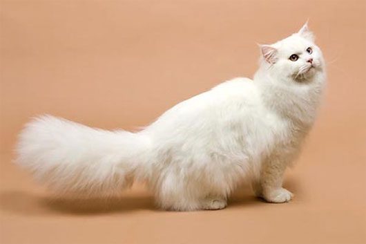 British Longhair