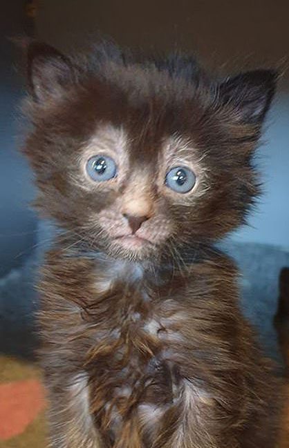 The appearance of a young Lykoi cat