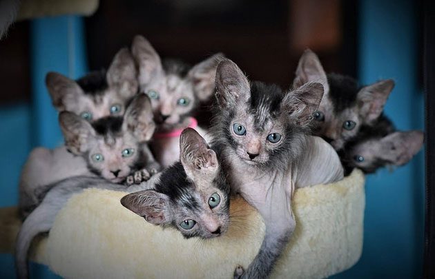 Dorota Strychar has bred Lykoi cats after bringing them from the US