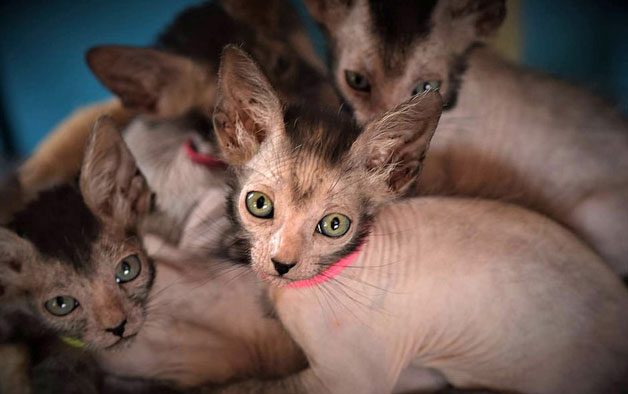 At birth, this breed resembles a hairless sphynx cat