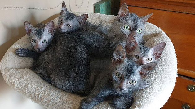 As Lykoi grow, their fur becomes more "disordered," resembling wolf fur