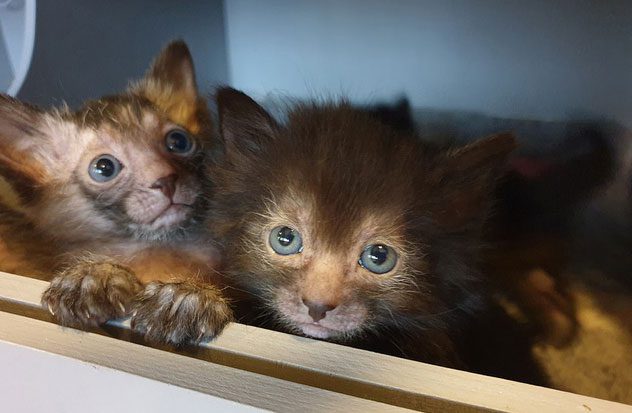 The term lykoi in Greek means werewolf