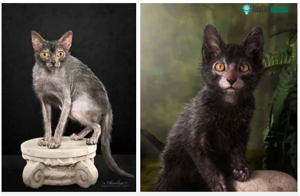 Werewolf Cat