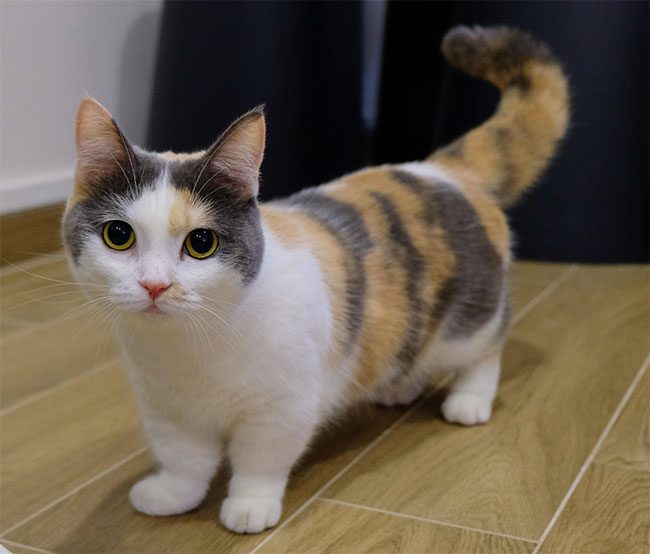 Munchkin Cat