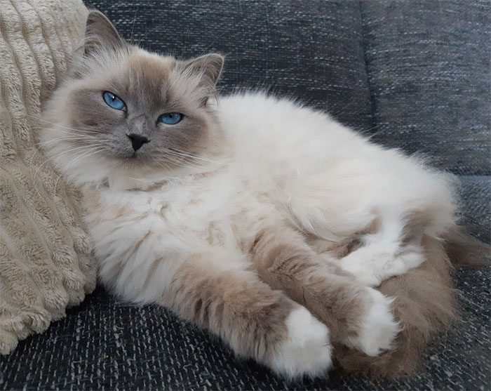 Ragdoll Cat