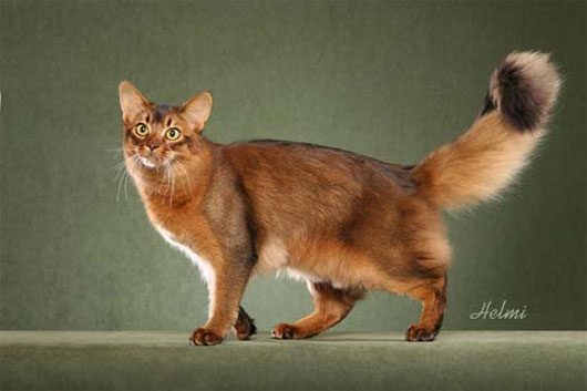 Somali Cat