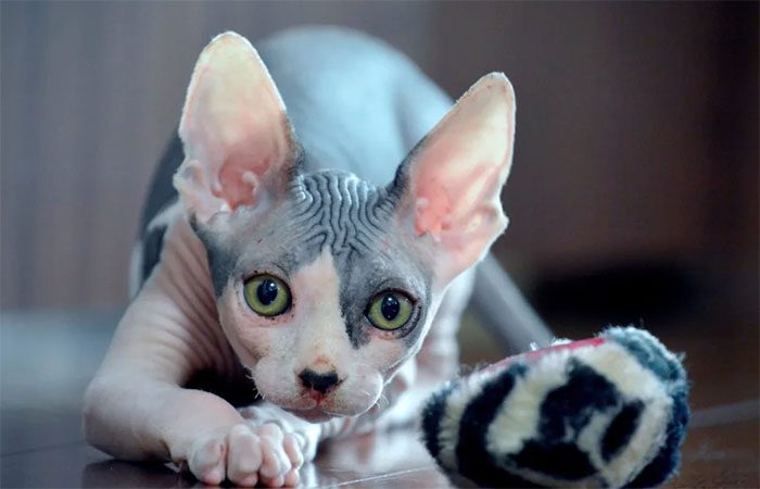 Sphynx Cat