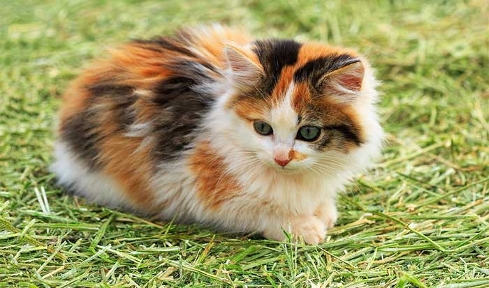 Calico cats are considered to bring good luck.