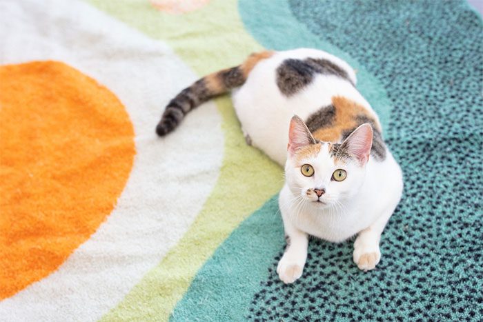 Calico cats are considered to bring good luck.