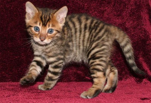 Toyger