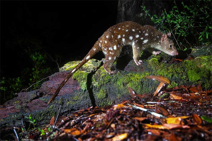 The spotted-tailed quoll is typically divided into two species.