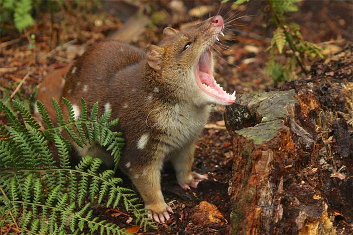 Dasyurus is the scientific name for the entire genus of quolls.