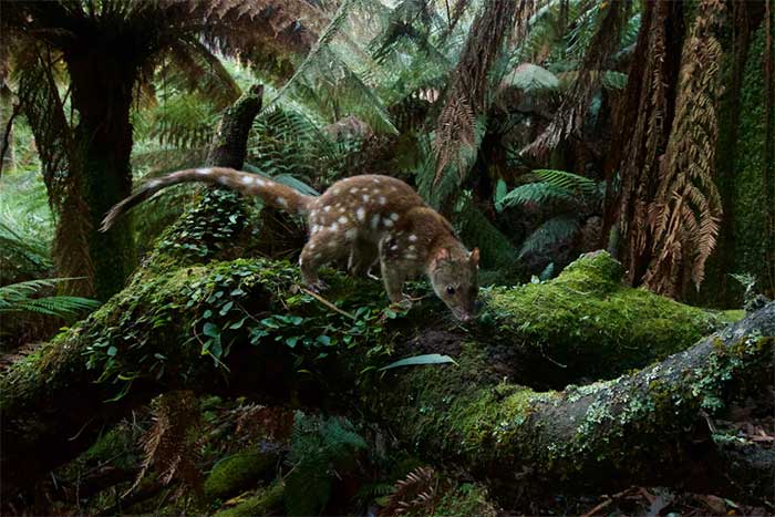 The quoll is a carnivorous marsupial.