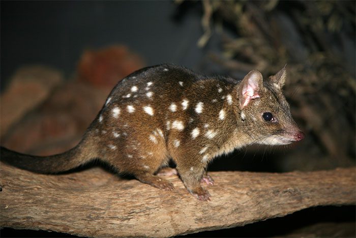 A unique aspect of the quoll is that males die soon after mating.