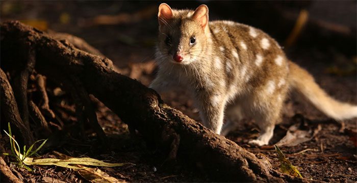 Quolls face numerous dangerous threats in the wild.