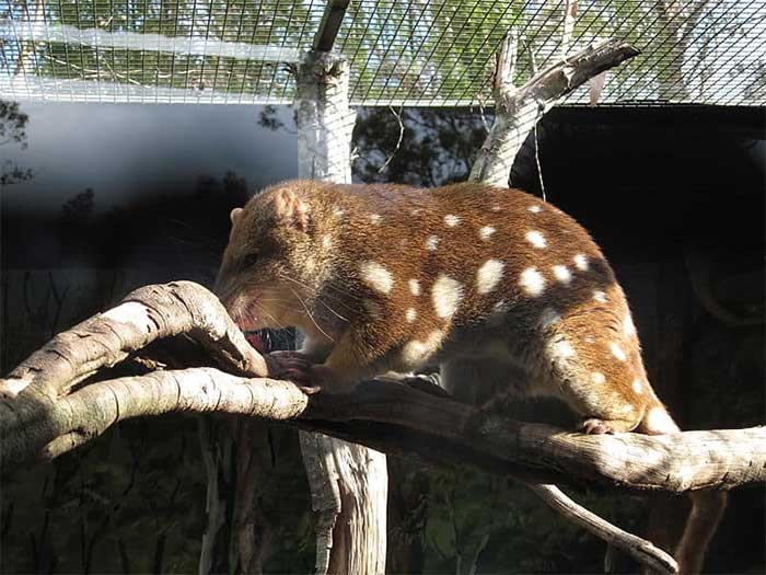 The breeding season for quolls begins in autumn or winter in Australia, from April to July.