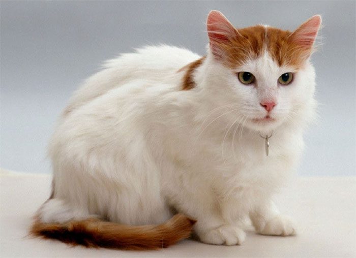 Turkish Van Cat