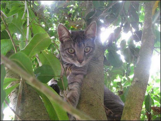 Cats enjoy climbing to high places.