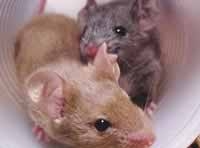 mice