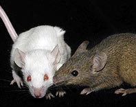 mice 3