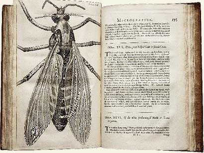 Illustration of a flea from Hooke's book 'Micrographia' published in 1665