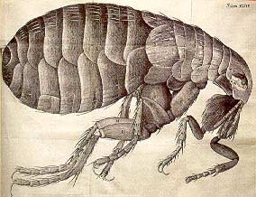 Illustration of a flea from Hooke's book 'Micrographia' published in 1665