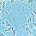 microorganisms overcome the release step when absorbing oxygen and carbonic acid in photosynthesis process 19651