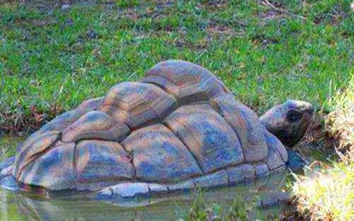 Giant turtle discovered in an ancient tomb in Hubei. Image source: KK News.