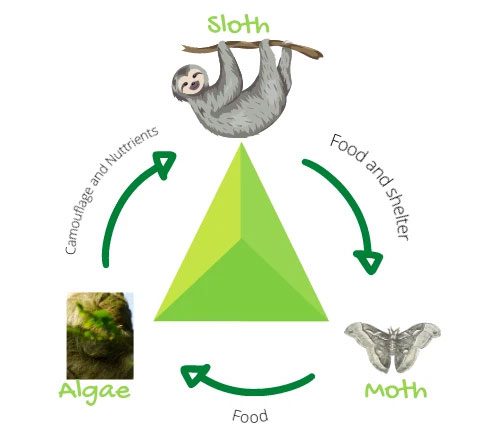 The symbiotic relationship between sloths, moths, and algae on their fur.