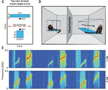 Experiment model and Phee-calls sound