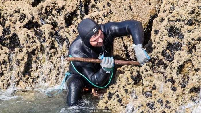 The profession of hunting gooseneck barnacles provides high income, but it is perilous, sometimes costing lives.