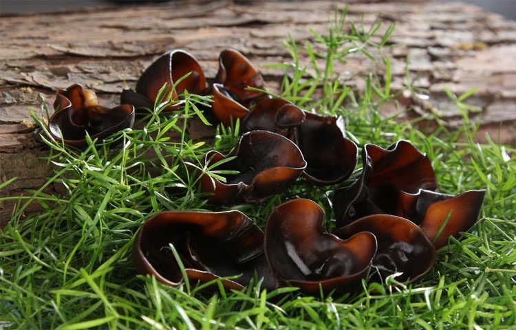 Avoid using fresh wood ear mushrooms as they contain a phototoxic substance that can cause skin disease.