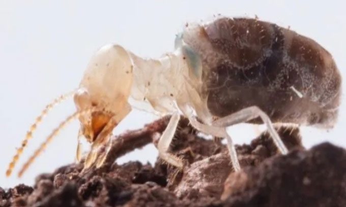 A Neocapritermes taracua termite.