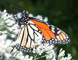 monarch 1